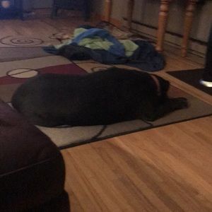 Meet your Posher, Josh